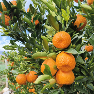 000人付款淘宝每天水果优选云南大理宾川椪柑当季新鲜柑橘酸甜可口