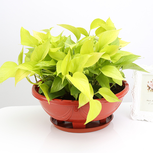 黄金葛植物室内大盆