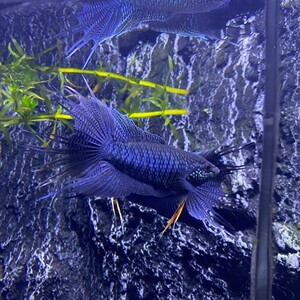 【越黑斗鱼】越黑斗鱼品牌,价格 - 阿里巴巴