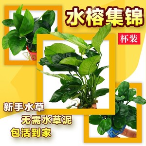 淡水鱼缸活体水草水榕系列大叶榕小榕巴榕迷你榕阴性造景无需co2