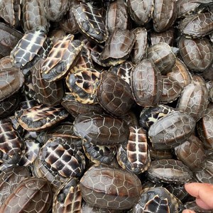 100%成活率精品外塘中华草龟长寿龟金线草龟乌龟墨龟苗批发送龟粮