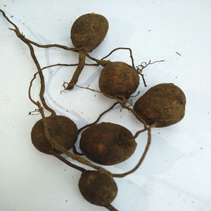 贵州中药材新鲜地苦胆 金果榄 青牛胆九牛胆中草药山慈菇251g包邮