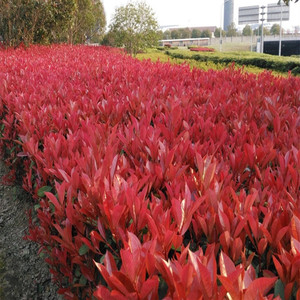 红叶石楠苗小苗围墙绿篱植物高杆四季常青庭院绿化苗木容易观叶