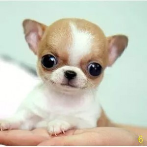 娄底纯种宠物吉娃娃幼犬活体小鹿狗茶杯犬家养小宠物狗迷你小型犬