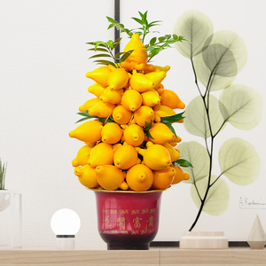 北京同城黄金果盆栽公司开业乔迁送礼新房温居装饰招财观果植物