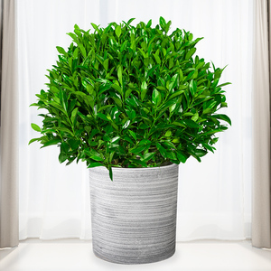 北京同城非洲茉莉盆栽阳台室内开花植物净化空气除甲醛绿植盆景