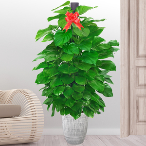 8米大绿萝柱盆栽公司办公室内前台净化空气吸甲醛植物