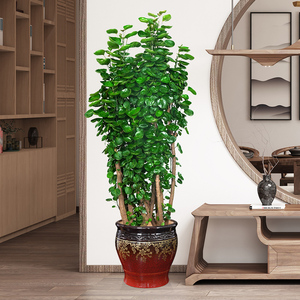 北京圆叶福禄桐盆栽国内高档送礼盆栽花卉老板办公室植物大气绿植