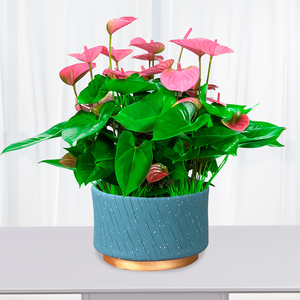 北京粉掌盆栽新房高档乔迁送礼开业高档花卉净化空气吸甲醛花卉