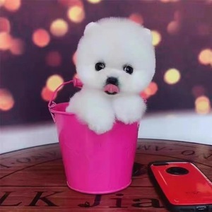 博美犬纯种博美幼犬茶杯犬长不大俊介小型犬活体可爱的宠物狗狗喵