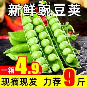 豌豆荚新鲜现摘带壳青豌豆角农家当季蔬菜露天甜豆角9斤整箱包邮