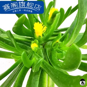 佛手托金 佛手掌开花大株 多肉植物绿植盆栽 番杏科