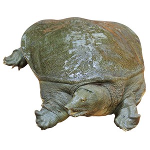 00可萌羊旗舰店天猫甲鱼大甲鱼活体苗包邮王八海鲜活生态特产中华老