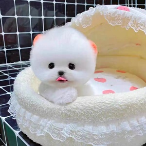 【茶杯犬柯基】茶杯犬柯基品牌,价格 - 阿里巴巴