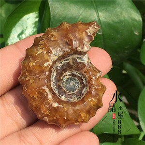 马达加斯加天然螺化石 羊角螺 一物一图