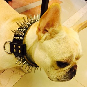 狗项圈带刺