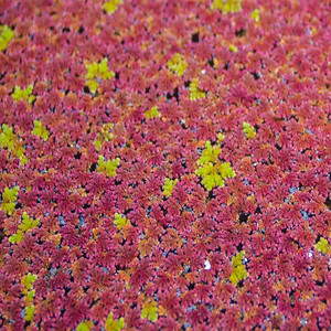 满江红珊瑚萍水培水生花卉绿植养龟鱼虾缸造景观植物浮萍水草室内