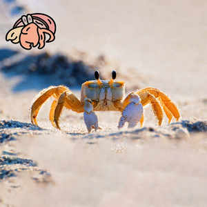 中华沙蟹可爱大眼睛沙蟹宠物寄居蟹混养小螃蟹懒人桌宠易养干净