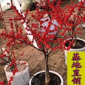 新疆包邮进口北美冬青盆栽带红果送公树年宵花真鲜花耐寒花卉北美