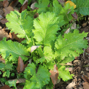 山区自种新鲜雪里红 应季蔬菜 现拔野菜雪菜 荠菜500g