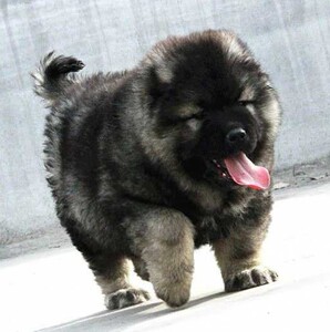 【高加索犬巨型大型】高加索犬巨型大型品牌,价格 - 阿里巴巴