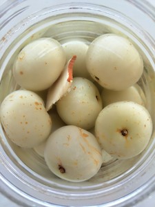 云南特产个旧李明泡橄榄甘草泡橄榄余甘果滇橄榄水果泡橄榄腌制