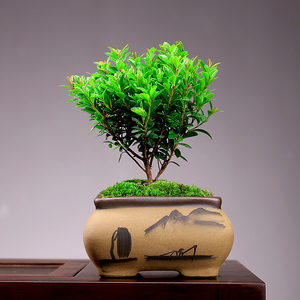 小叶赤楠盆景创意造型小树苗简单好养室内桌面新中式禅意摆件