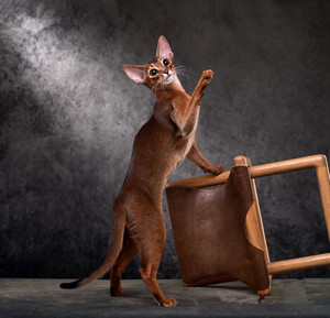 纯种阿比西尼亚猫埃及猫小鹿色法老猫宠物幼猫赛级原始蓝金红褐色