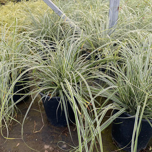 花镜植物 埃弗里斯特苔草盆栽 室外庭院多年生宿根耐寒常绿观赏草