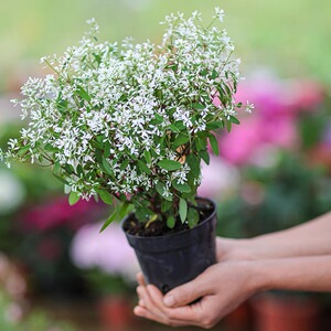 禾叶大戟 飘雪 圣诞白雪花苗阳台庭院带花盆栽多年生耐养易爆盆