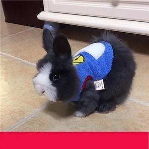 垂耳兔子荷兰猪豚鼠小香猪秋冬款毛衣服可爱宠物服装兔兔服饰用品