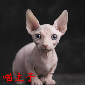 无毛猫幼猫崽纯种加拿大斯芬克斯黑白蓝皮精灵鸳鸯蓝眼矮脚活物体