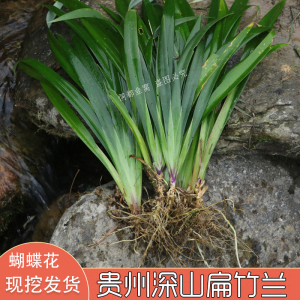 贵州扁竹兰带根豆豉叶野鸢尾花射干叶根蝴蝶花带泥整颗绿植盆景花