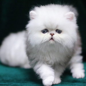 纯种金吉拉幼猫蓝眼睛长毛高地宠物猫咪活体纯白矮脚折耳金吉拉猫