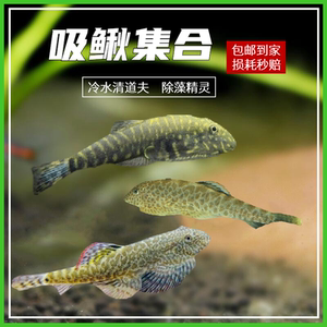 双吸盘吸鳅贵州爬岩鳅琵琶小提琴清道夫工具观赏鱼除藻除苔活体