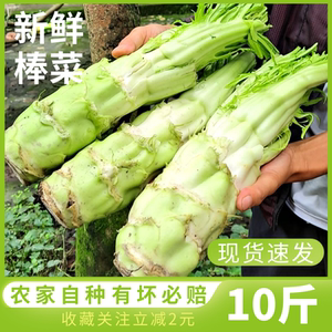 四川新鲜棒菜青苔菜棒棒青菜头当季农家新鲜蔬菜青菜棒现货现摘