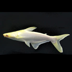 观赏鱼活体冷水鱼肉食