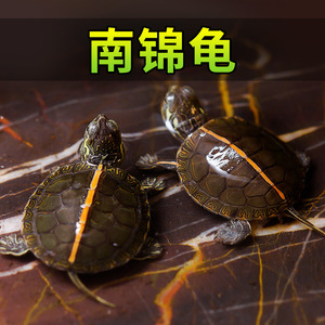 南部锦龟