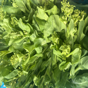 安徽芜湖无为特产青菜苔小白菜苔农家新鲜蔬菜矮脚黄现摘5斤包邮