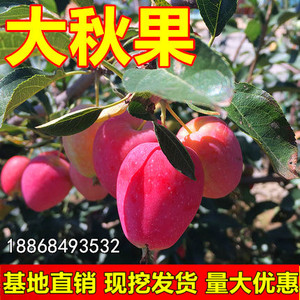 东北大秋果树苗南北方庭院地栽种植沙果盆栽嫁接小苹果当年结果