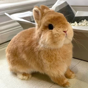 兔子活体进口二代荷兰侏儒兔赛级后代双血垂耳兔单双血统兔子活物