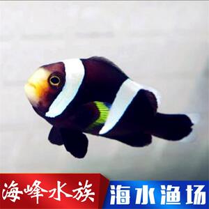 八年老店 黑豹小丑 海水鱼小丑鱼珊瑚观赏鱼 小丑鱼类