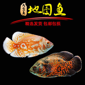 黑地图鱼招财鱼风水鱼发财鱼中大型淡水热带鱼观赏鱼活体