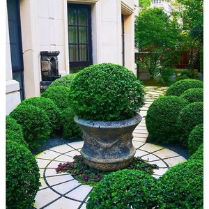 庭院别墅篱笆植物小叶女贞四季常青树苗女贞绿化工程苗木青叶女贞