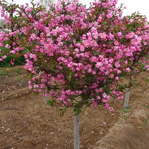 冬天开花的植物 耐寒海棠花树苗盆栽冬季室外海堂树好养活花卉.