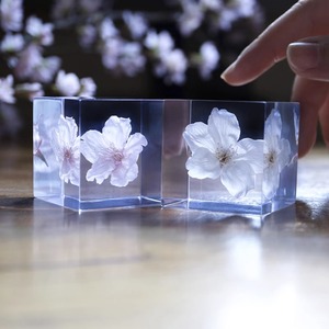 日本宙solacube樱花标本立方体植物摆件生日礼物女友老婆情人节