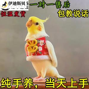 鹦鹉灰幼鸟纯手养玄凤活鸟宠物会说话黄化原始会唱歌珍珠白子公母