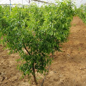 椰枣树苗南北方地栽盆栽 冬枣苗枣树树苗肉脆水多糖份高 当年结果