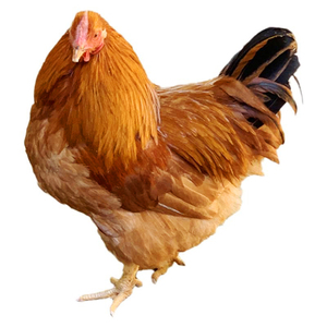 土鸡 农家散养正宗三黄鸡新鲜冷冻扇鸡脆皮鸡阉鸡清远走地鸡公鸡