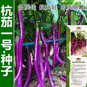 杭茄一号茄子种子特长杭茄种子紫红长茄线茄早熟高产春秋蔬菜种子